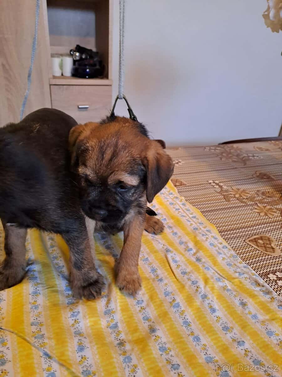 Štěňata Border teriéra 6