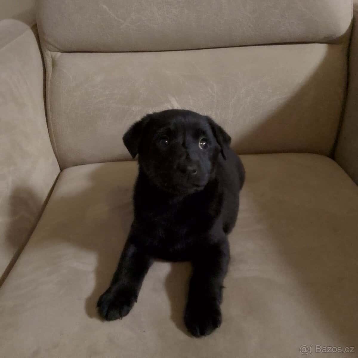 Štěně Labradora bez pp 4