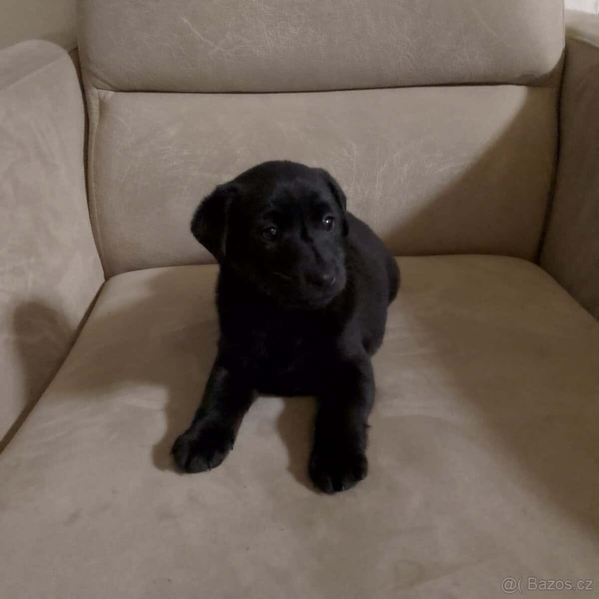 Štěně Labradora bez pp 5