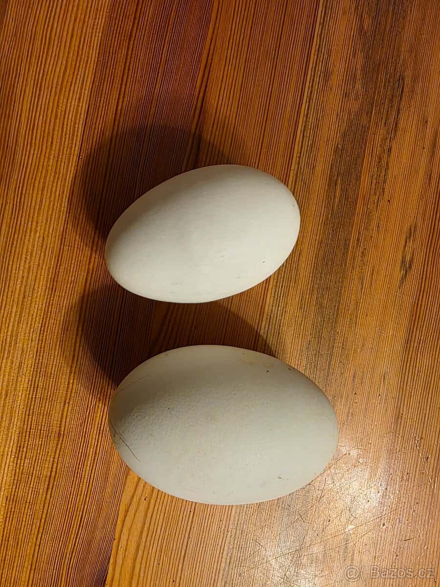 Vyfouklá husí vejce. 2