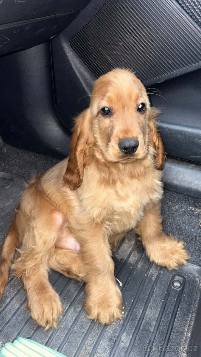 Anglicky kokršpaněl 4