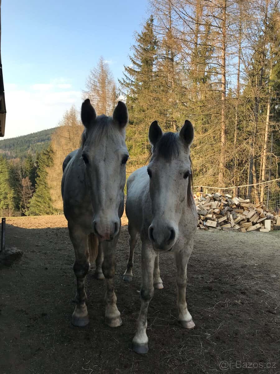 Prodáme dva valachy 2