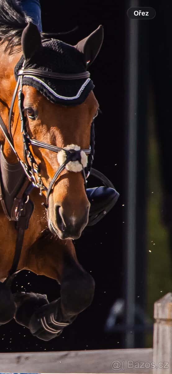 Mexická uzdečka cob 1