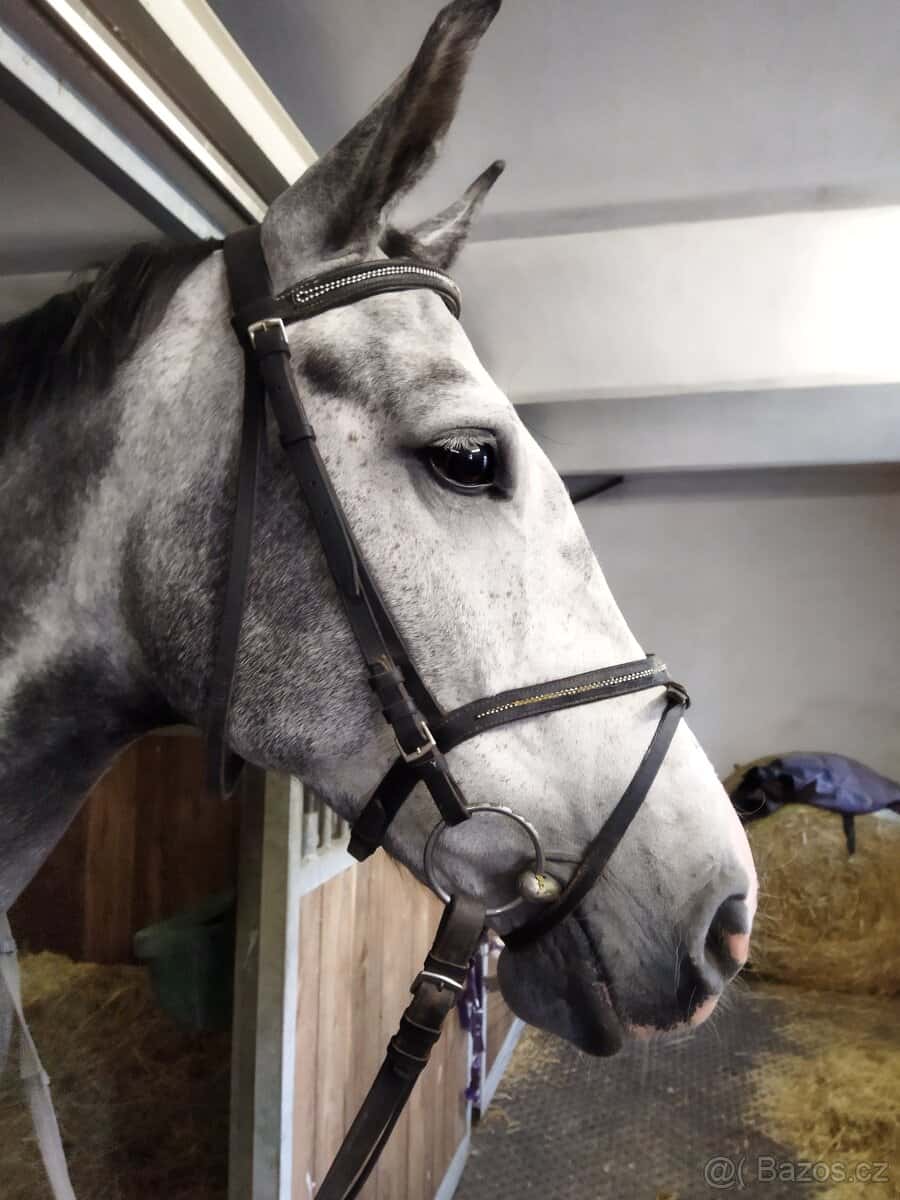 Prodám uzdečku 1