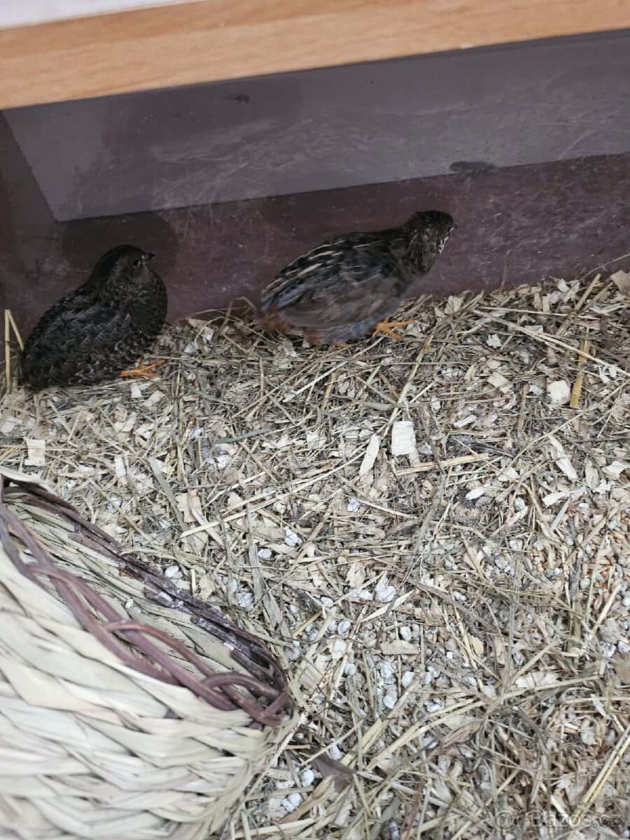 Křepelky čínské 3