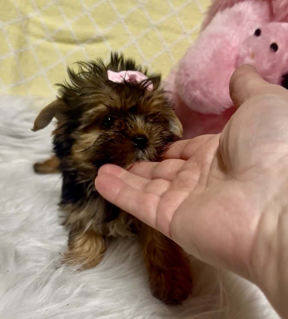 Jorkšírský teriér 1