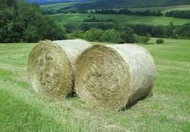 Prodám seno 1