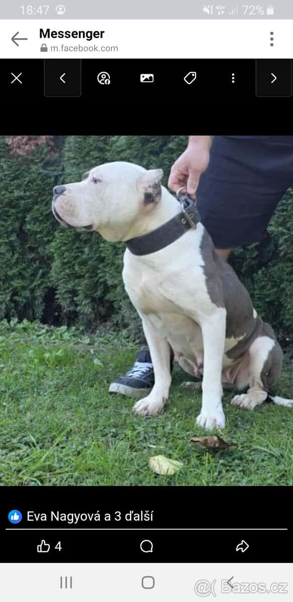 American bully xl 3