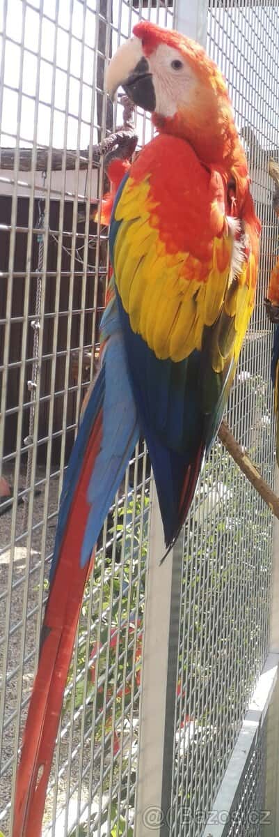 ARA arakanga macao 1