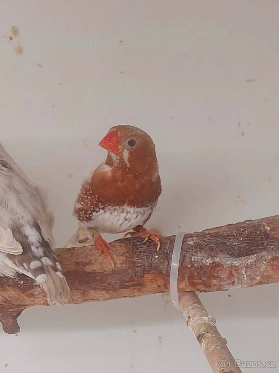 Zebřička Isabela BBOB 1