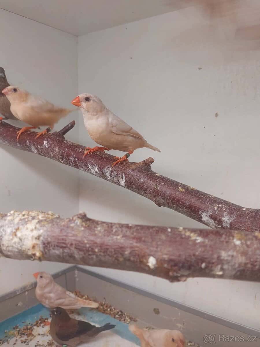 Zebřička Isabela BBOB 2