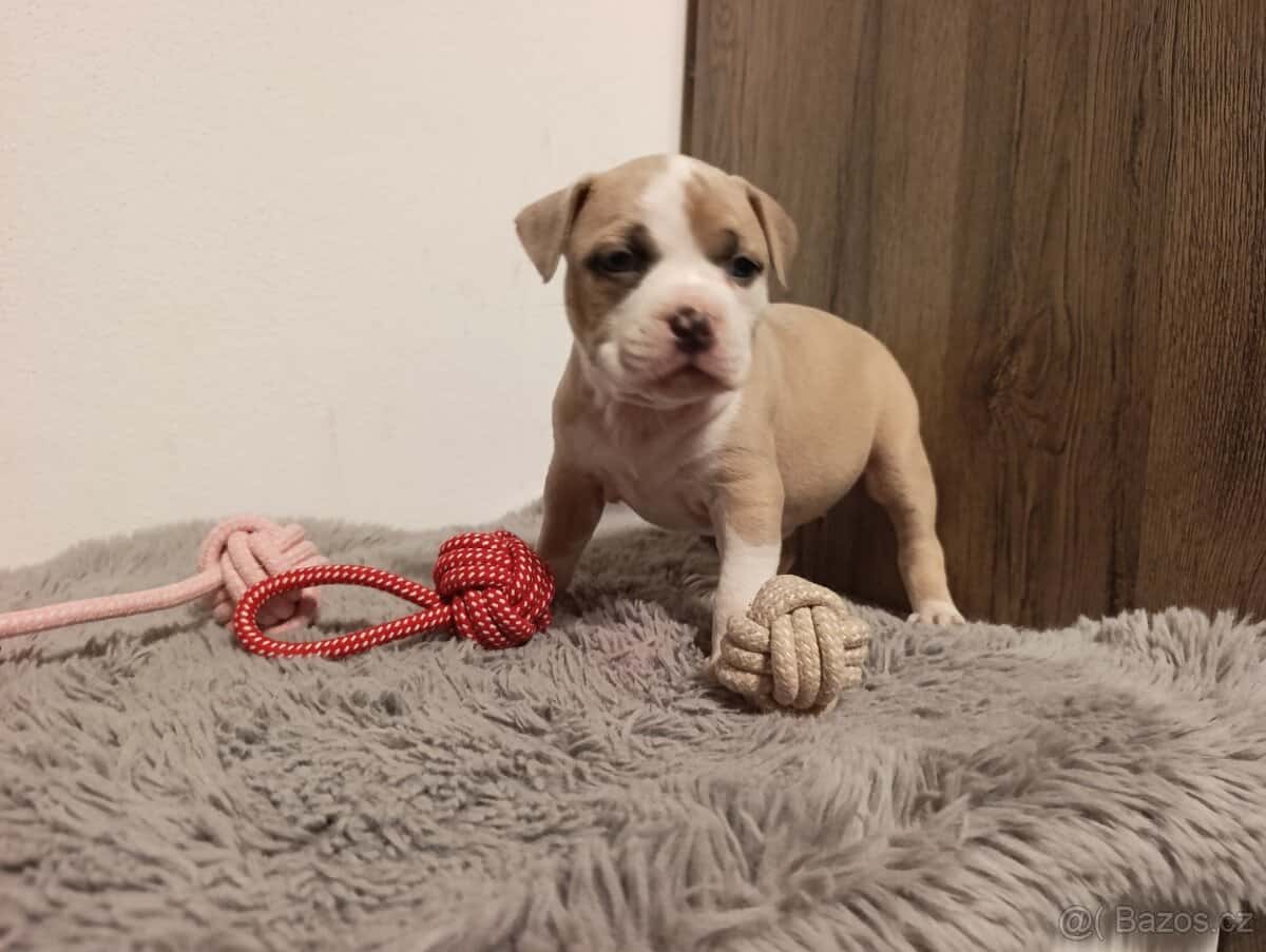 American Bully Standard 2