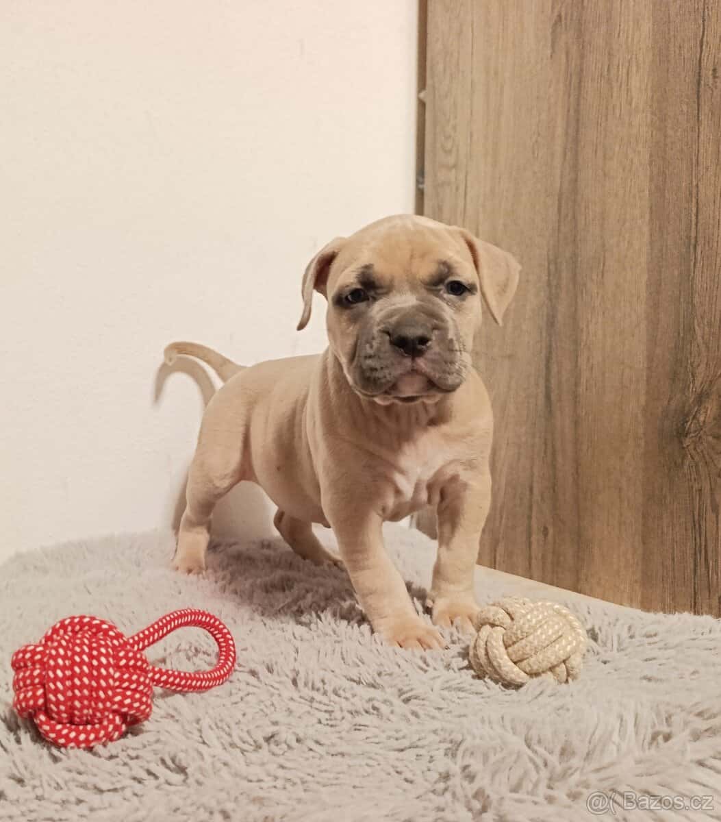 American Bully Standard 5