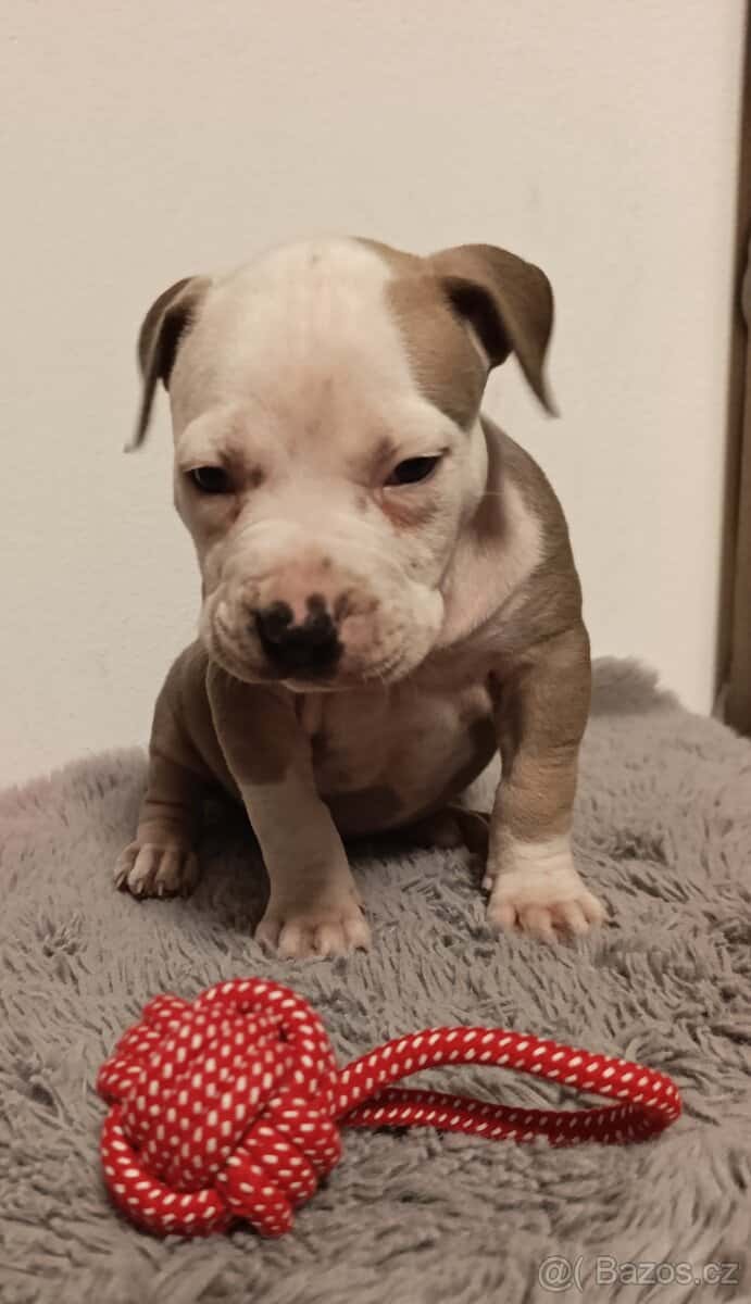 American Bully Standard 7