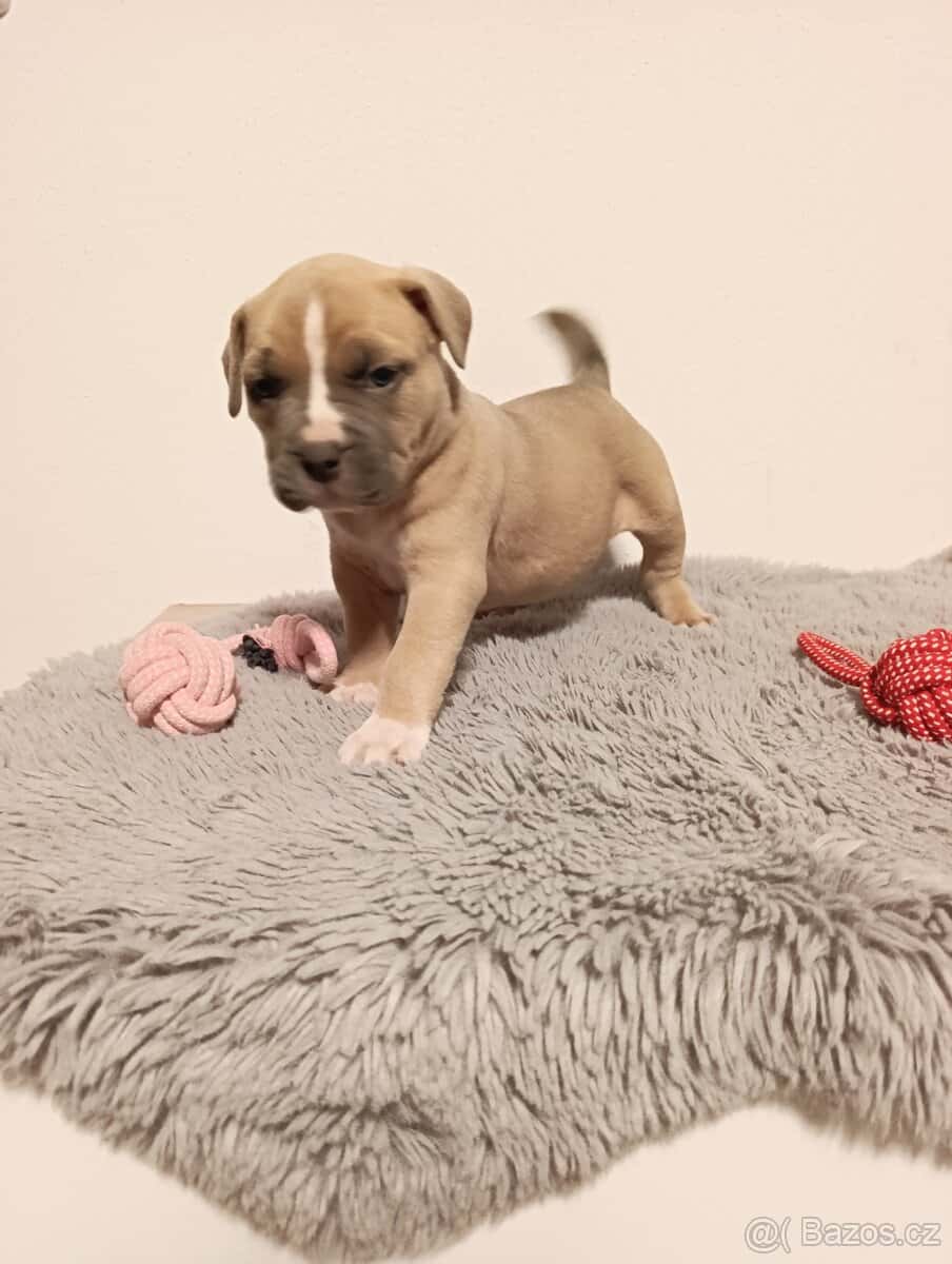 American Bully Standard 9