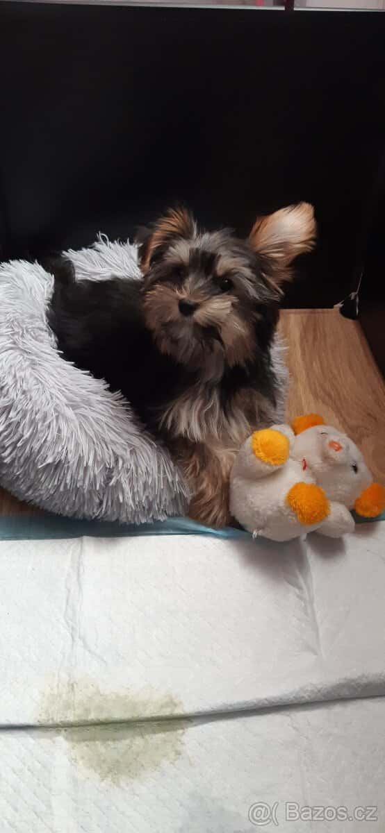 Jorkšírský teriér 1