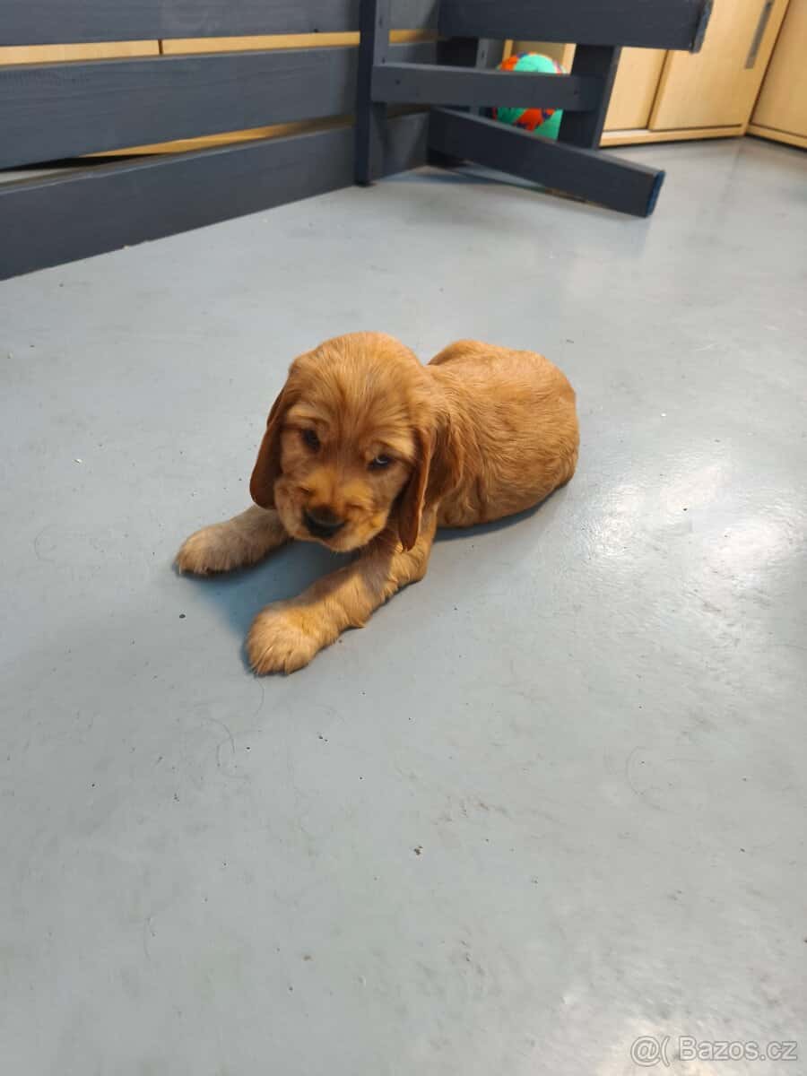 Anglický kokršpaněl 4