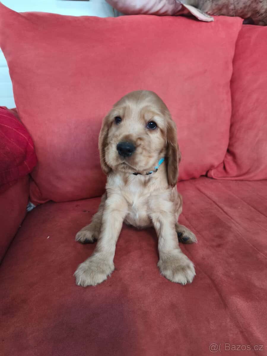 Anglický kokršpaněl 5