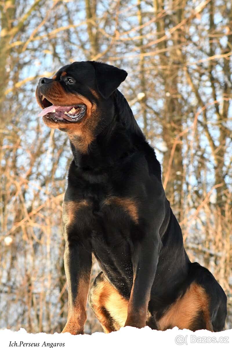 rotvajler - štěňata 2