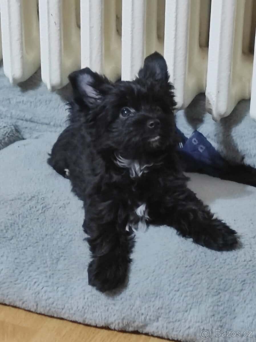 Jorkšírský terier 1