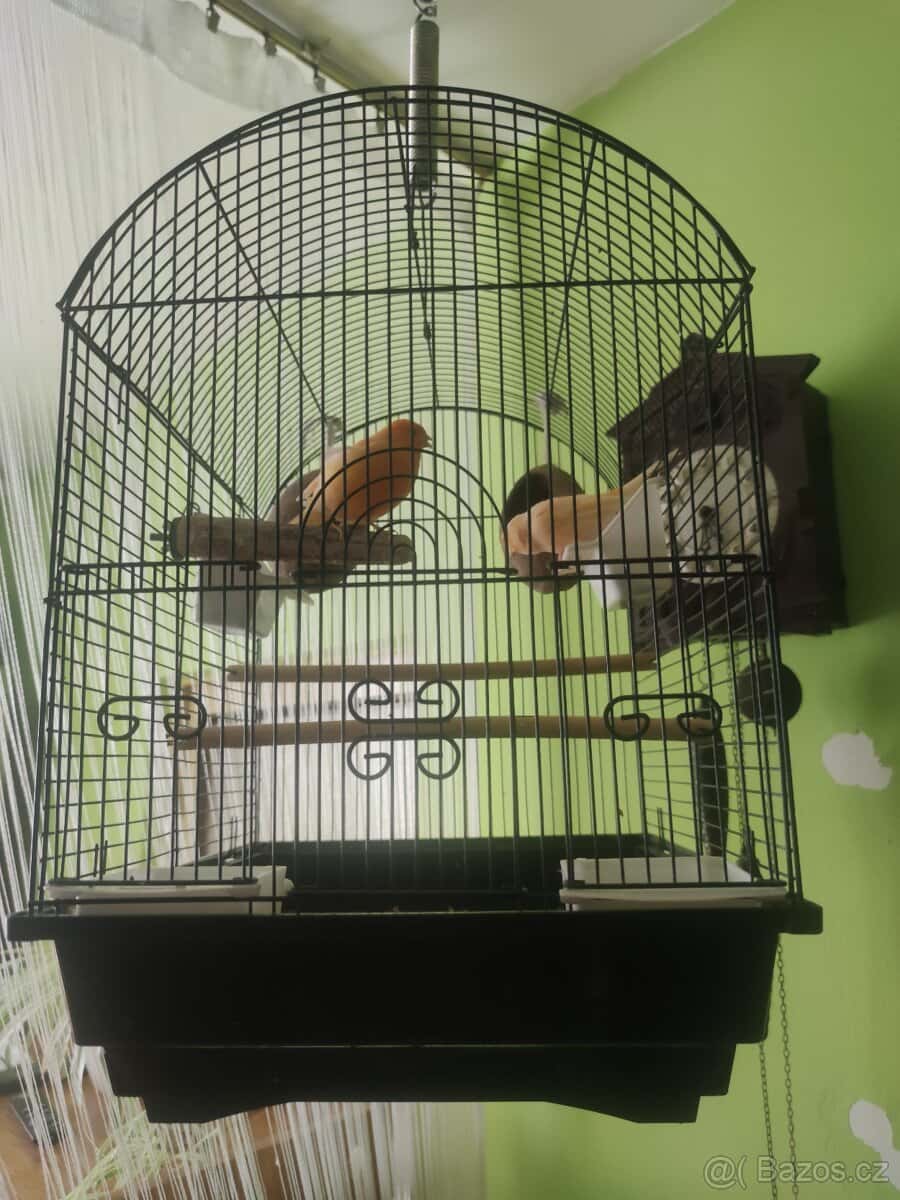 Kanár samice +klec 1