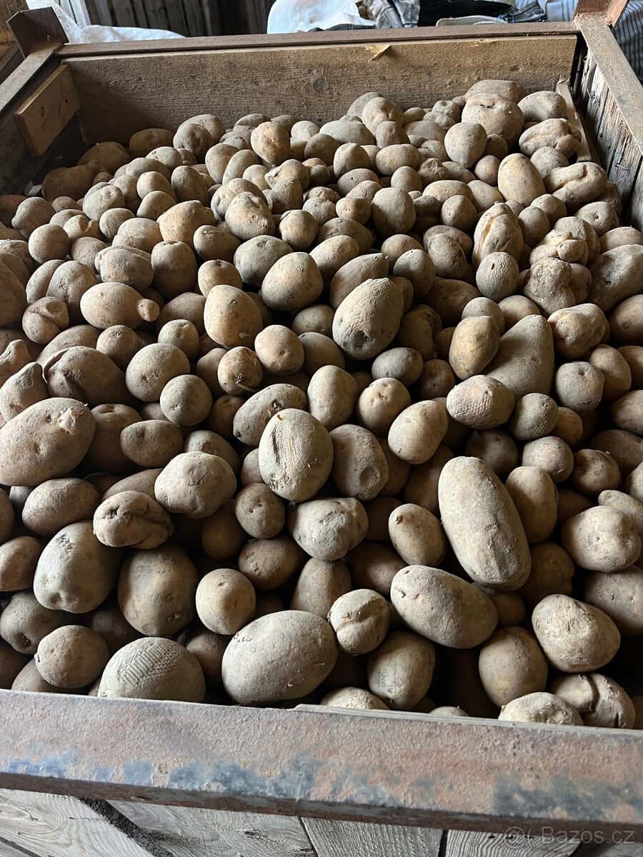 Krmné brambory 3