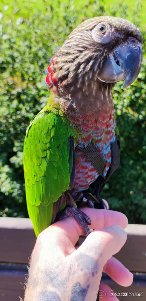 Amazoňan vějířový 2