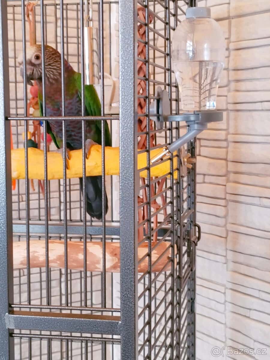 Amazoňan vějířový 4