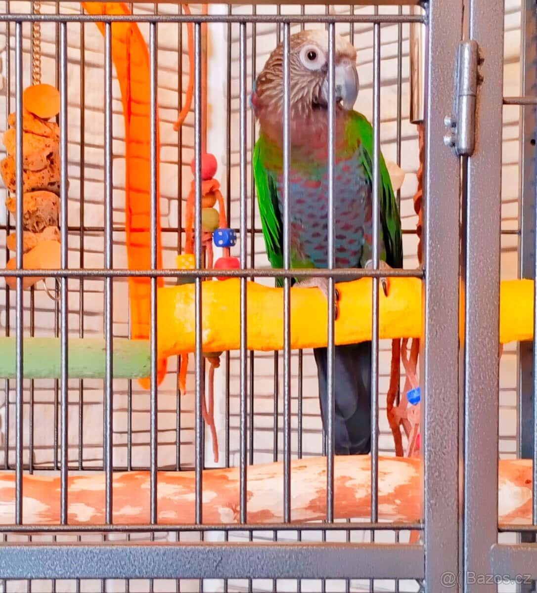 Amazoňan vějířový 5