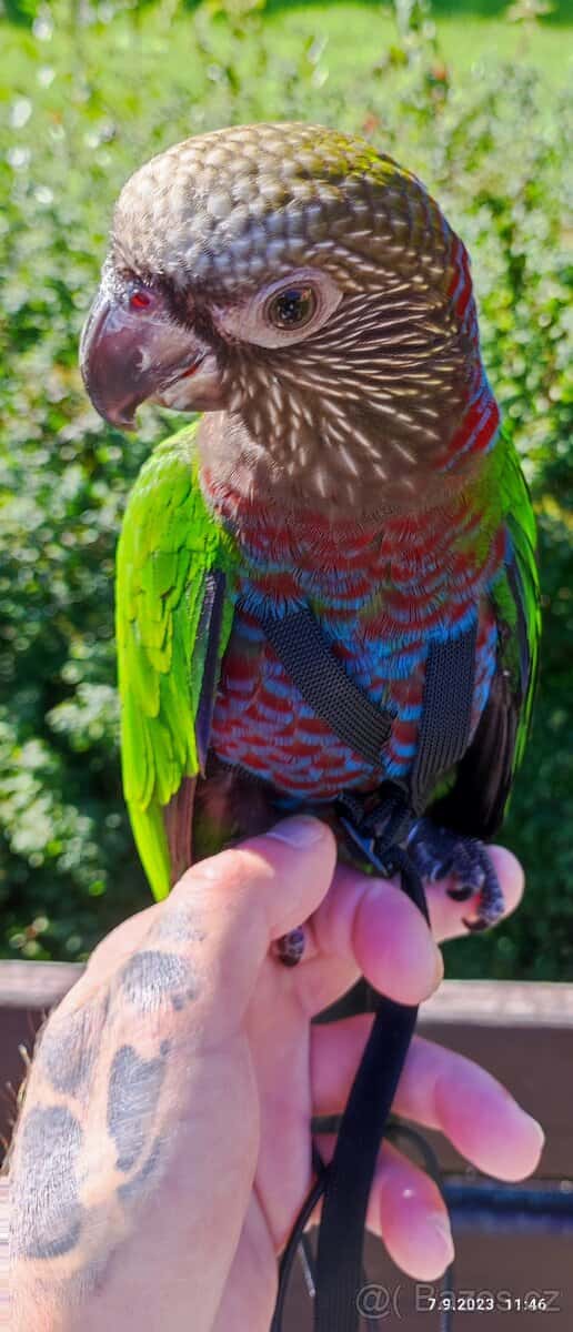 Amazoňan vějířový 7