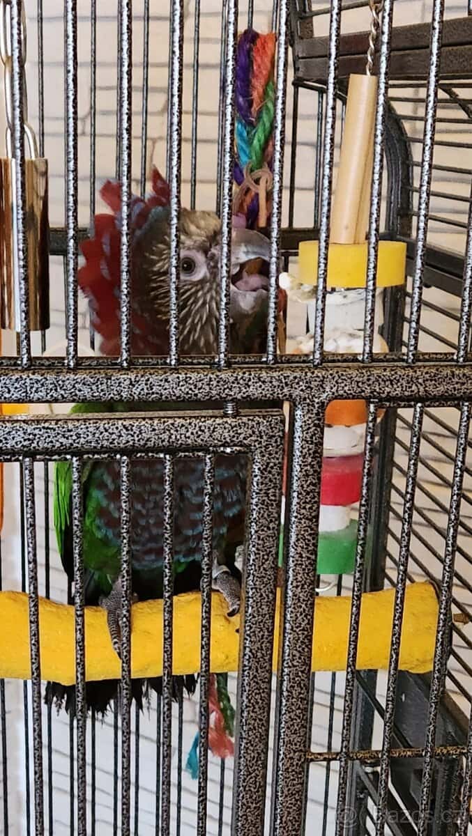 Amazoňan vějířový 8