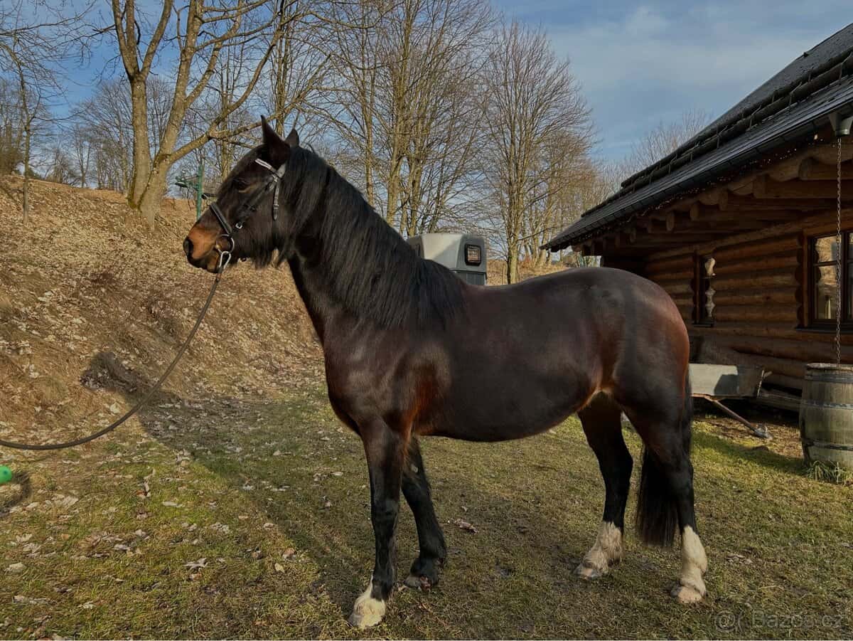 Klisna Welsh Cob D 4