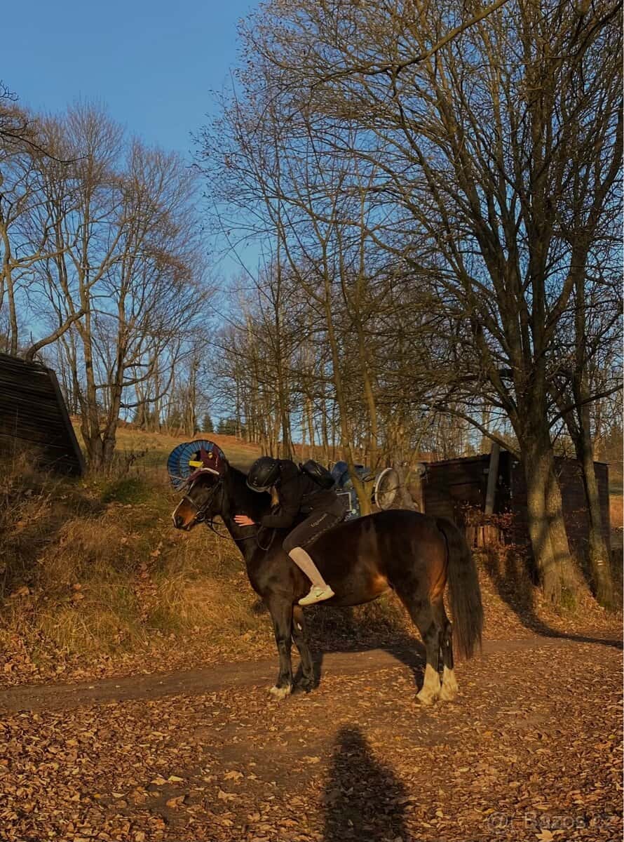 Klisna Welsh Cob D 5