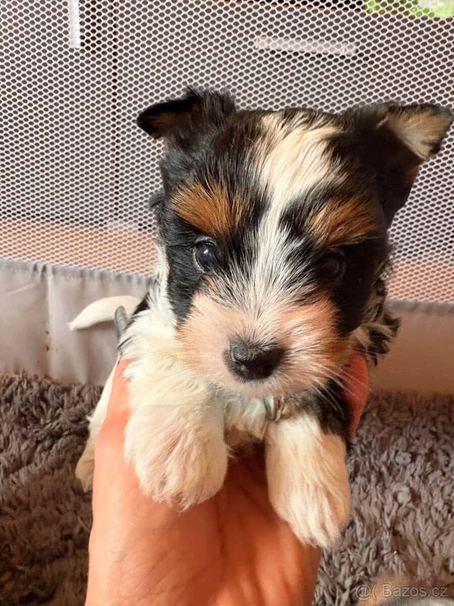 Jorkšírský teriér 1