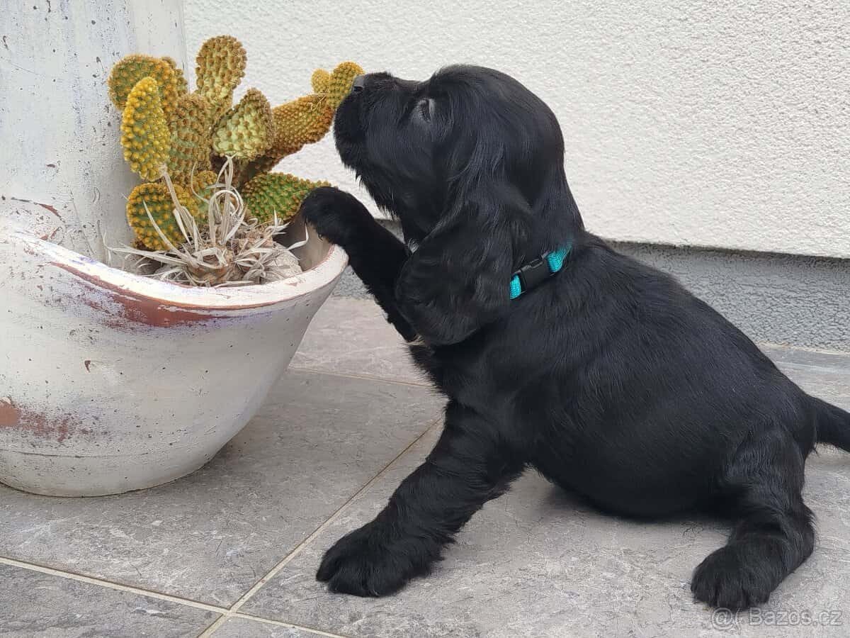 ANGLICKÝ KOKRSPANEL 5