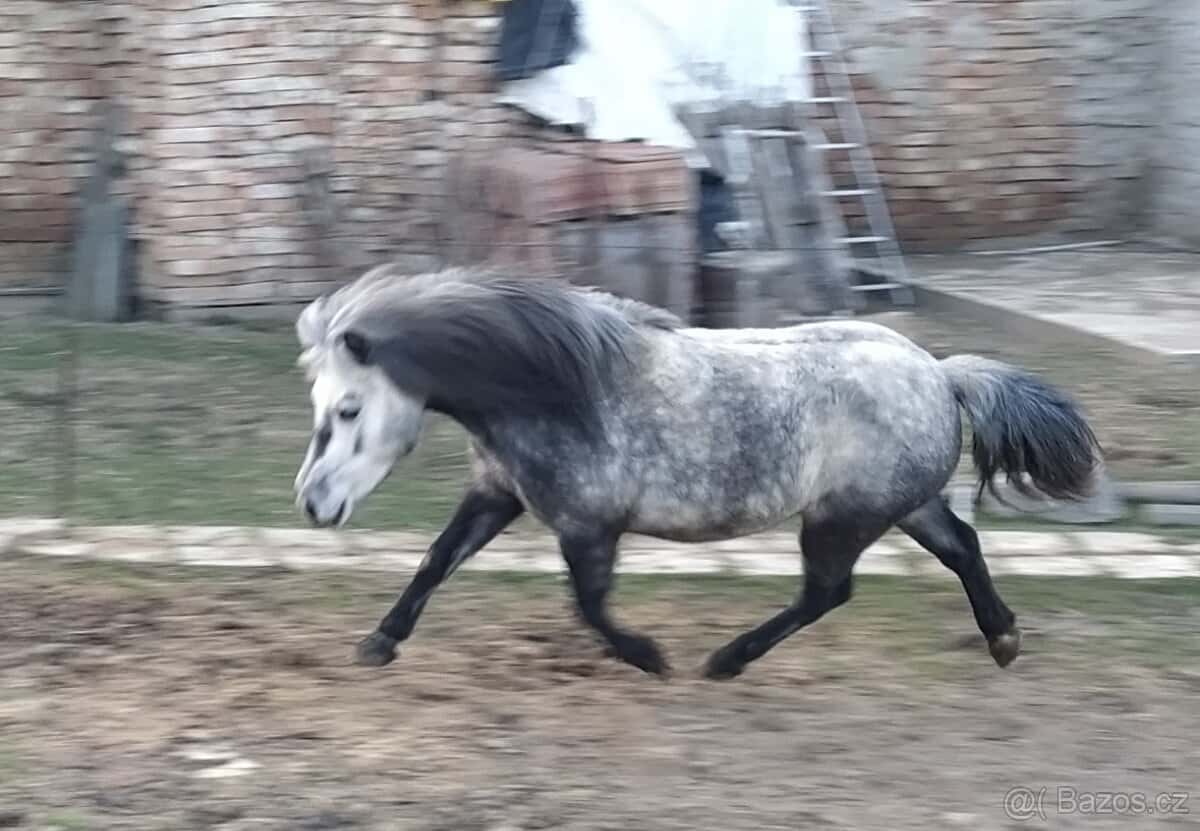 Pony klisna 3