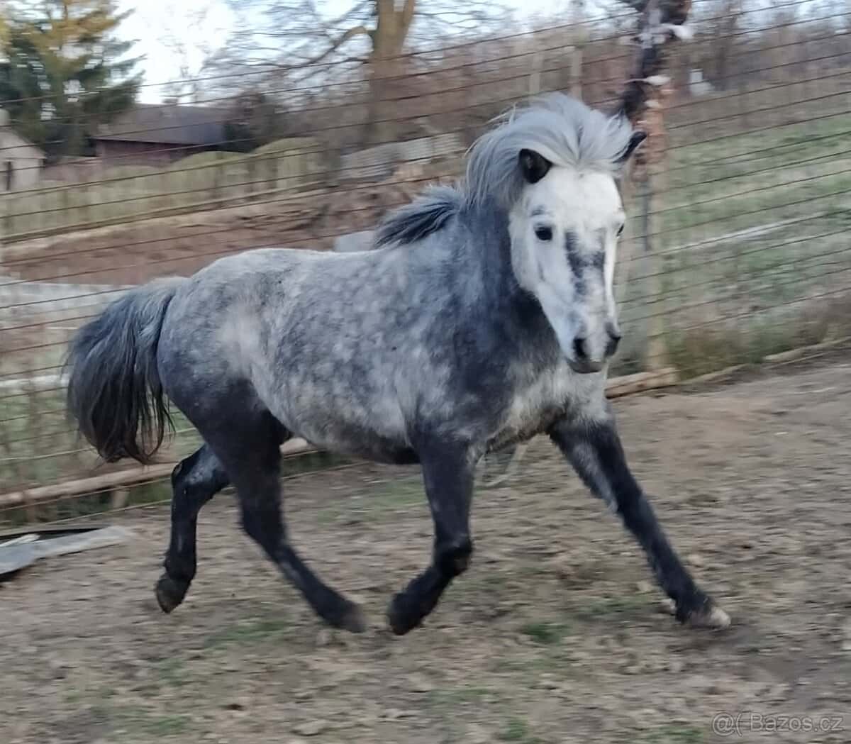 Pony klisna 4