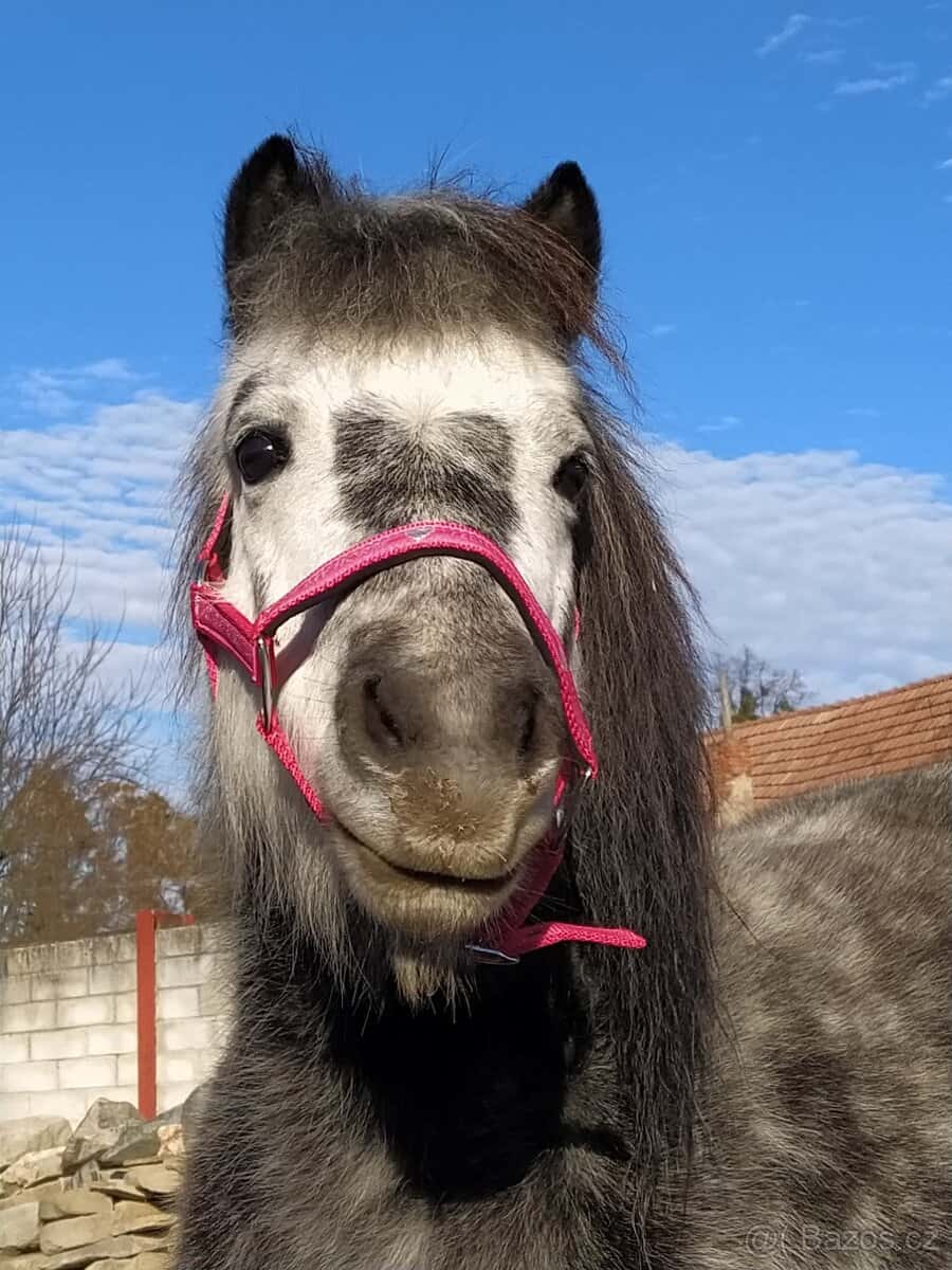 Pony klisna 8