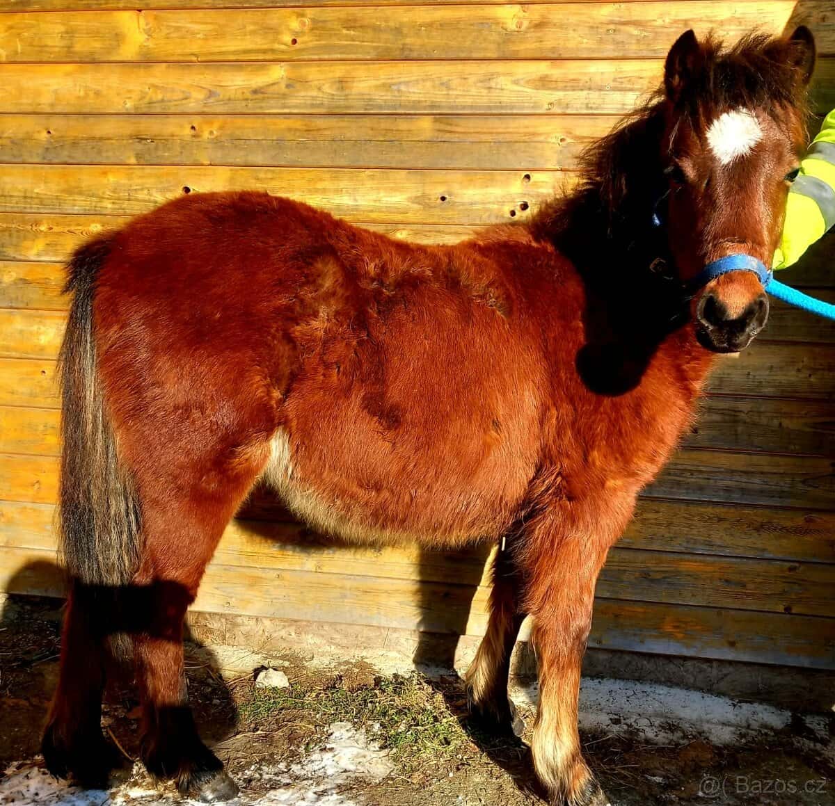 Klisnička - hnědka WPB 1