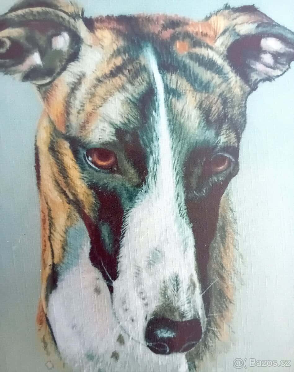 Obraz obrázek rám chrt 1