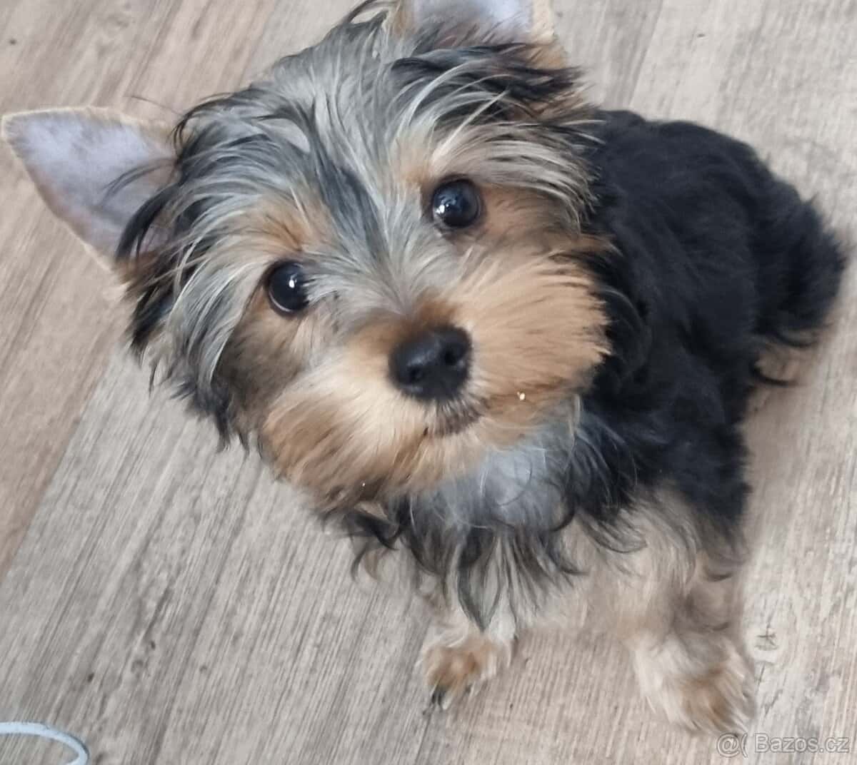 Jorkširsky terier 2