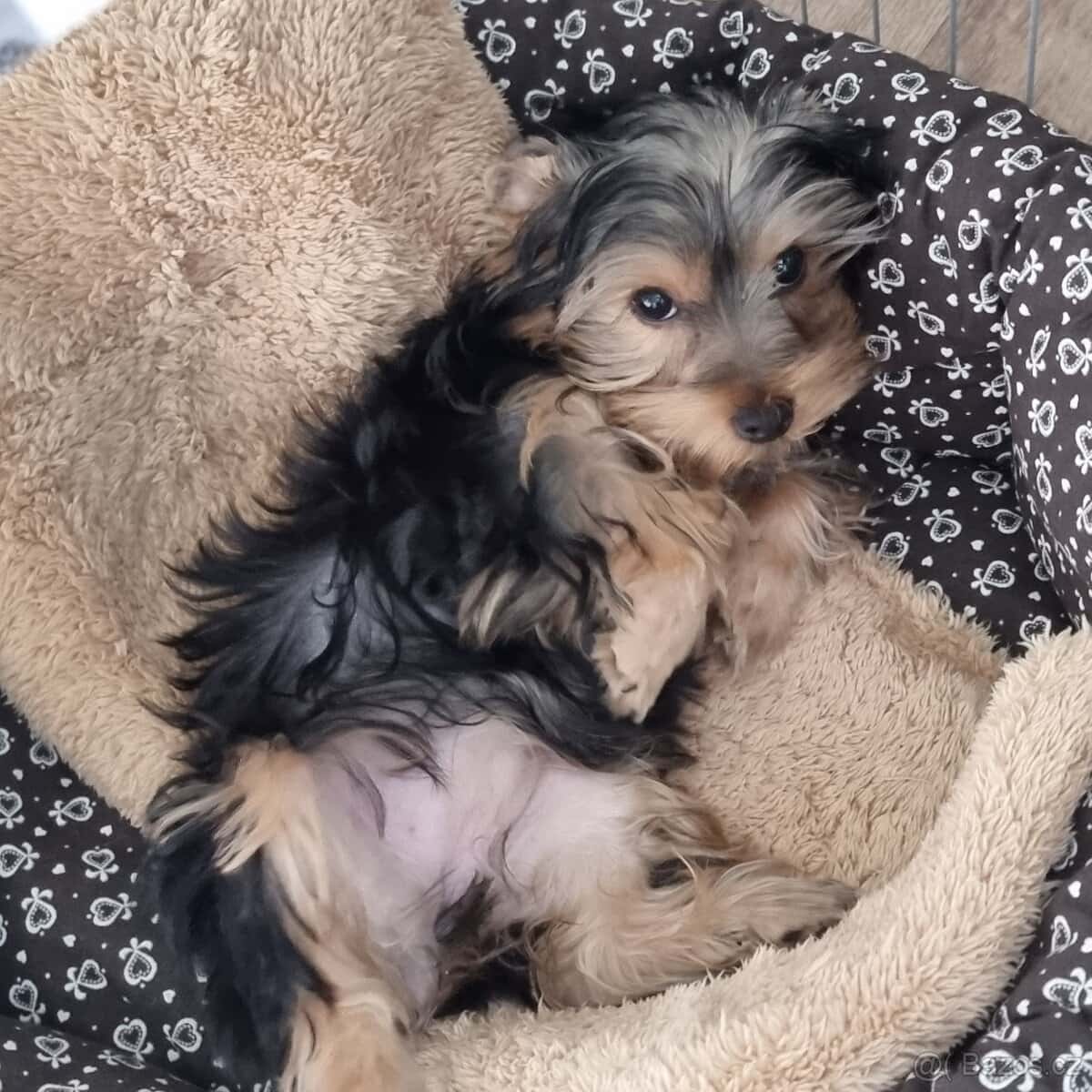 Jorkširsky terier 4