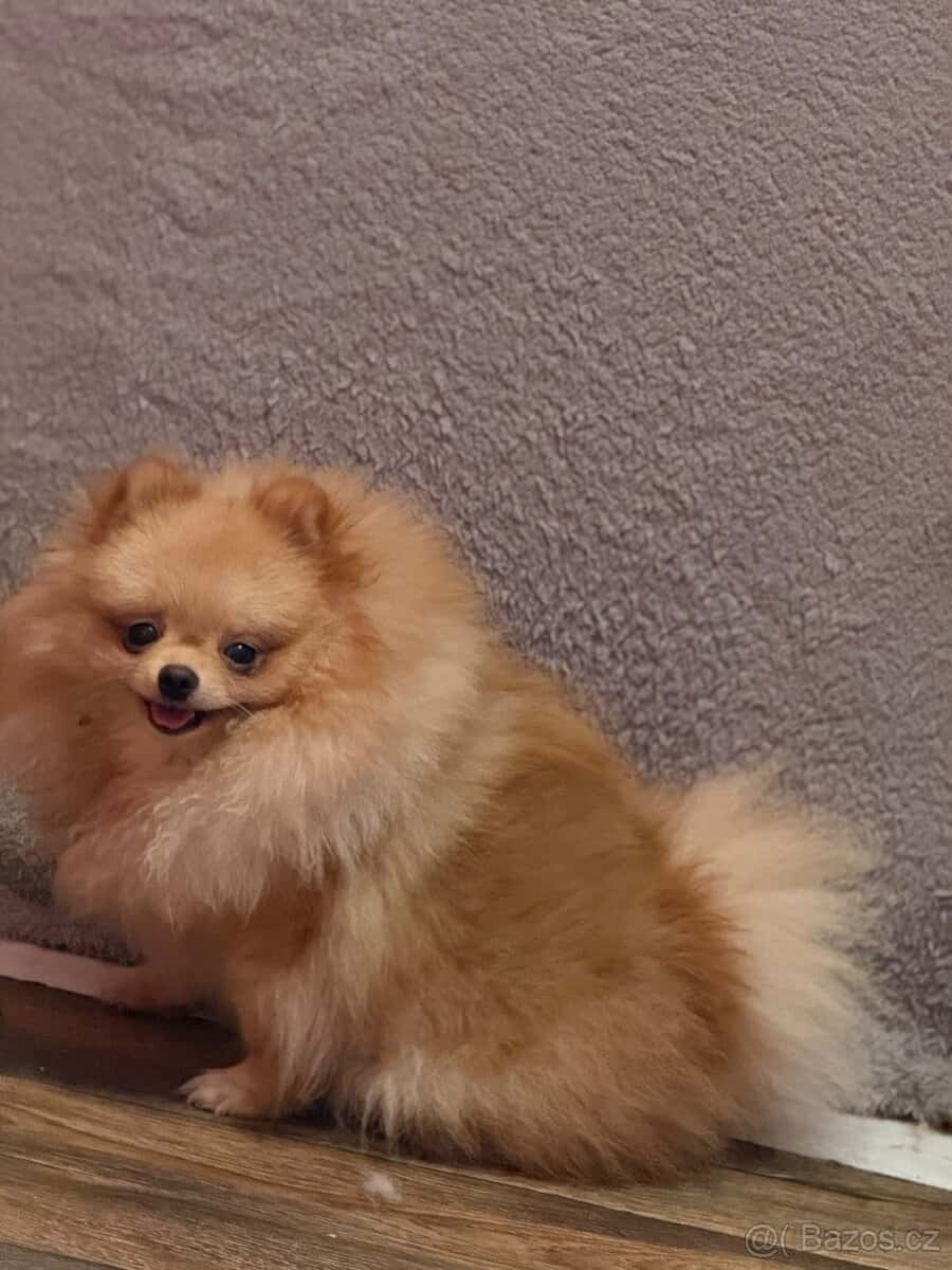 Pomeranian s PP 2