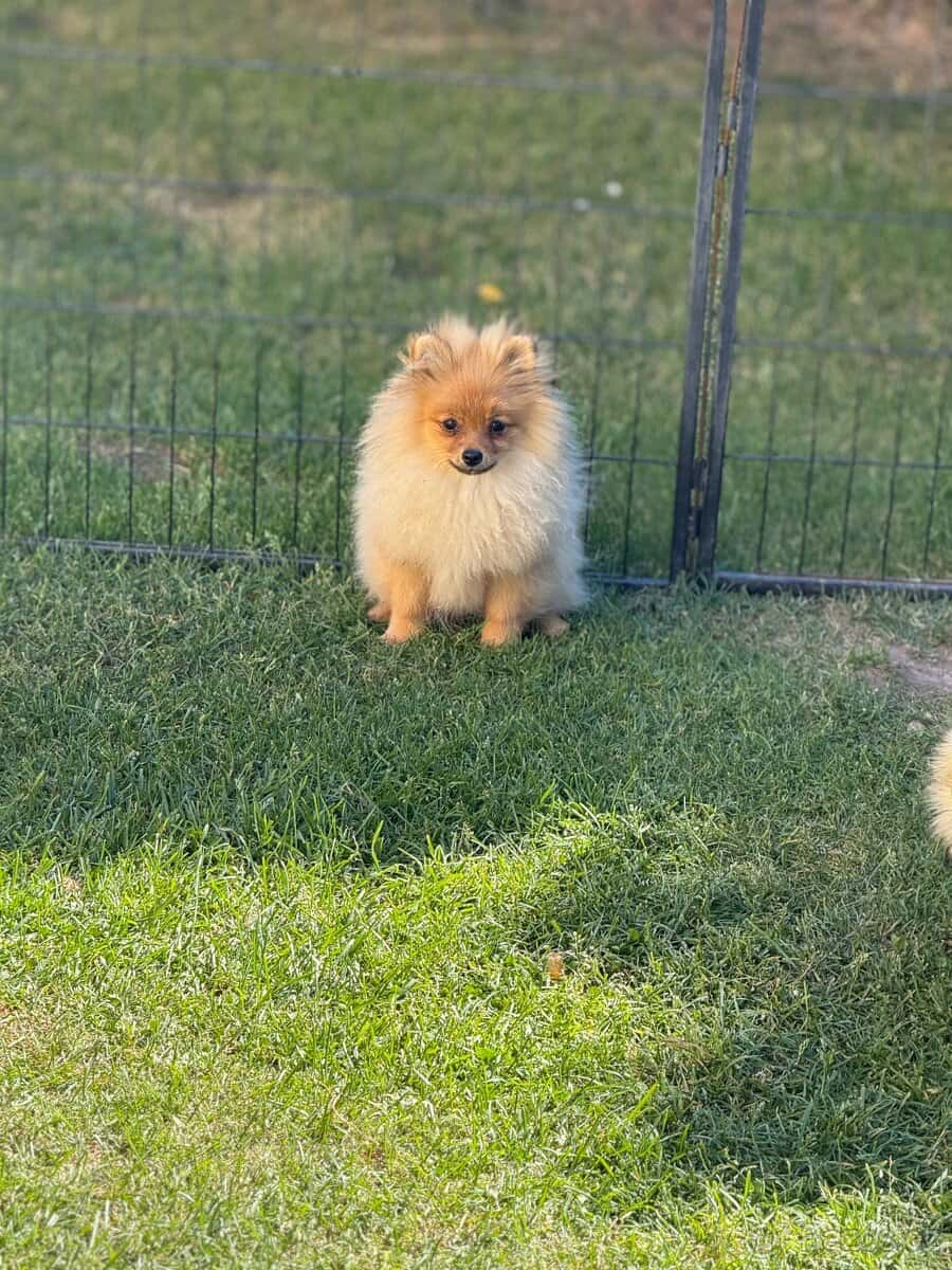 Pomeranian s PP 4