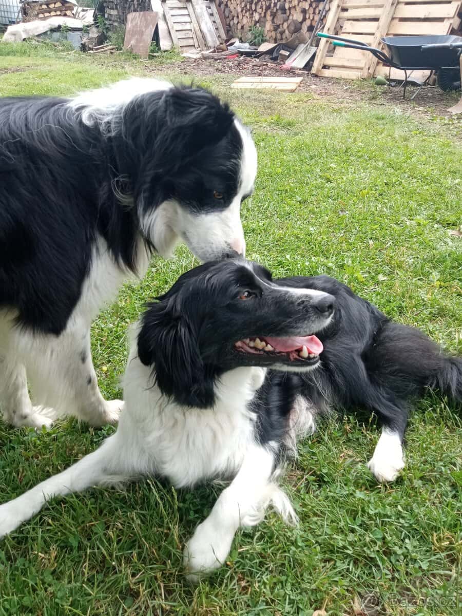 Štěňata Border kolie 2