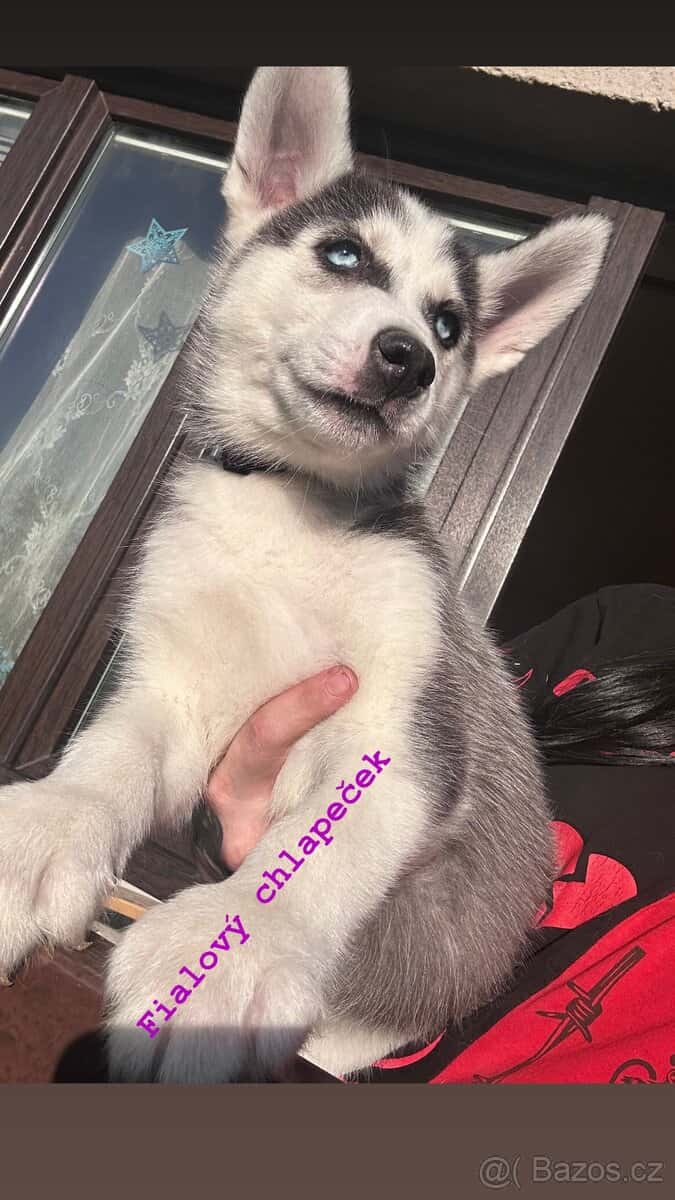 Prodám štěňátka 3