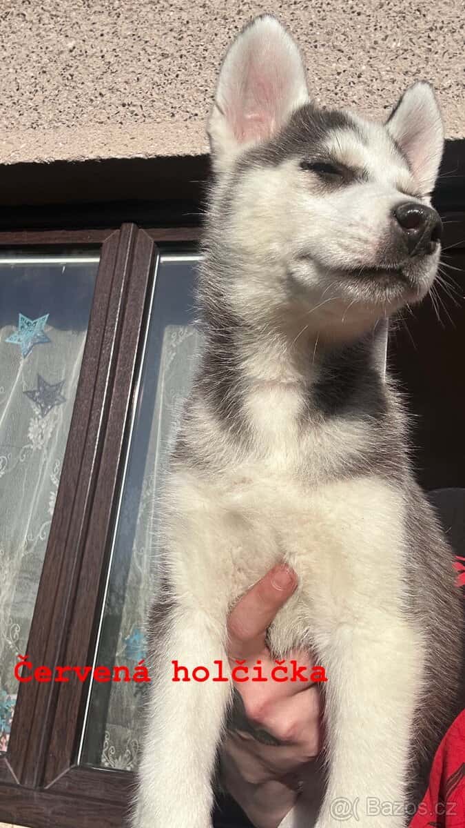 Prodám štěňátka 5