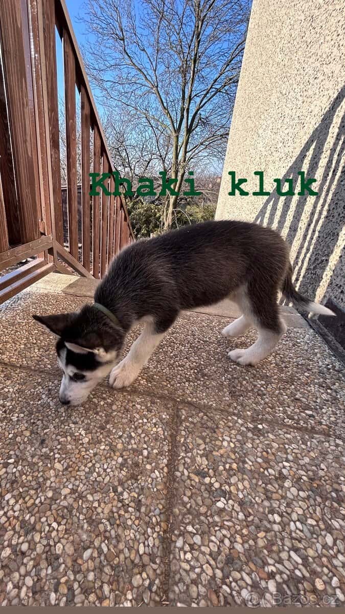 Prodám štěňátka 7