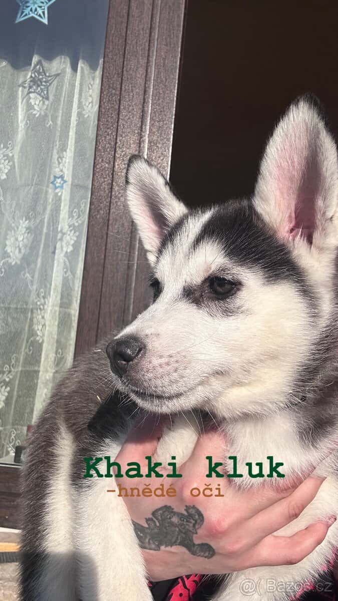 Prodám štěňátka 8