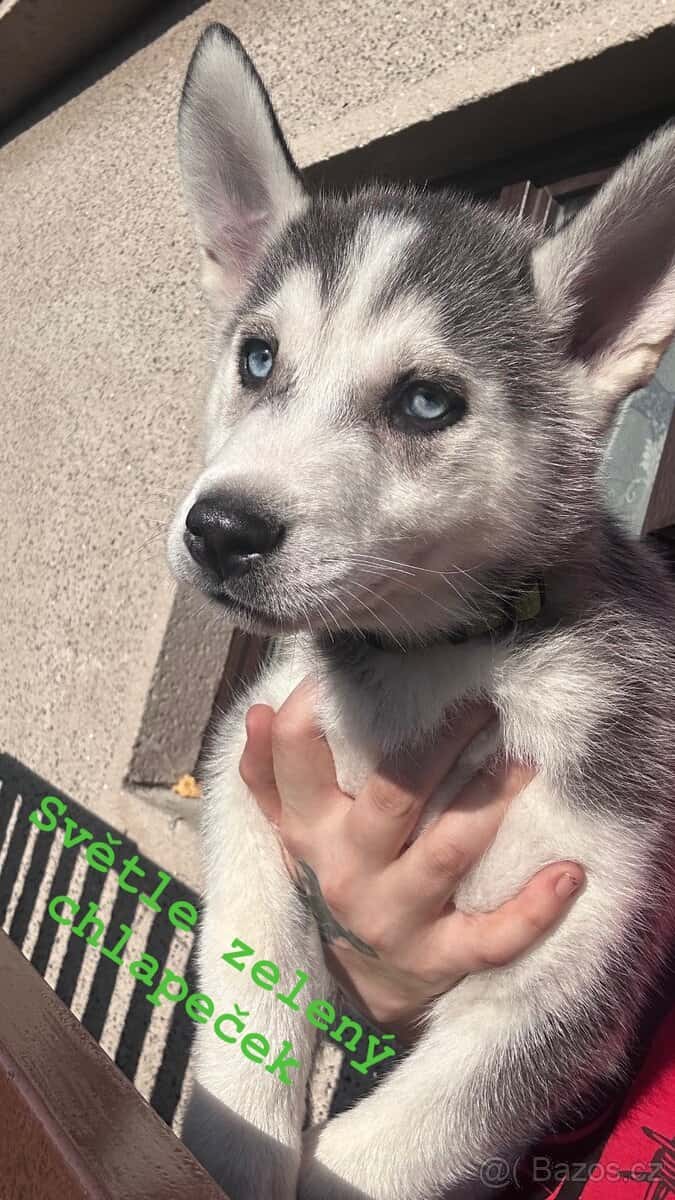 Prodám štěňátka 10